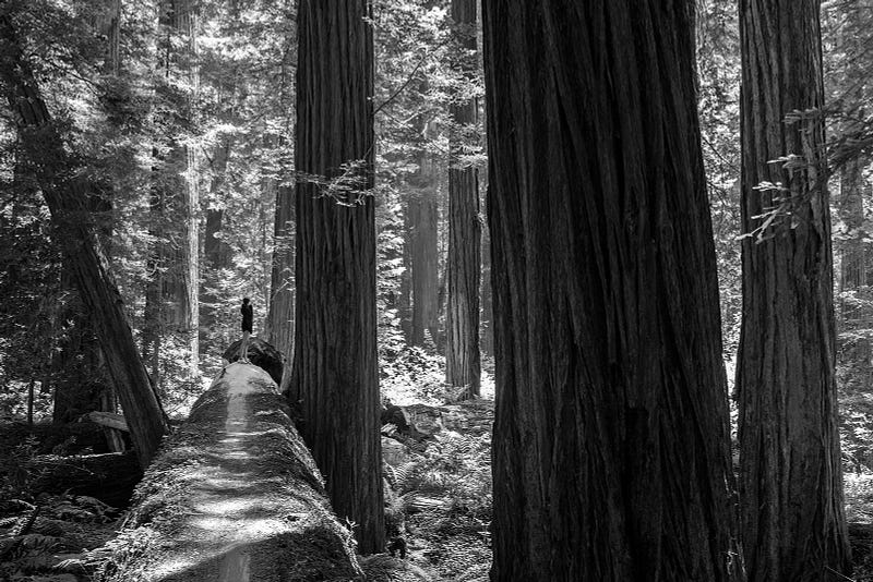 A stunning redwood tree, symbolizing resilience