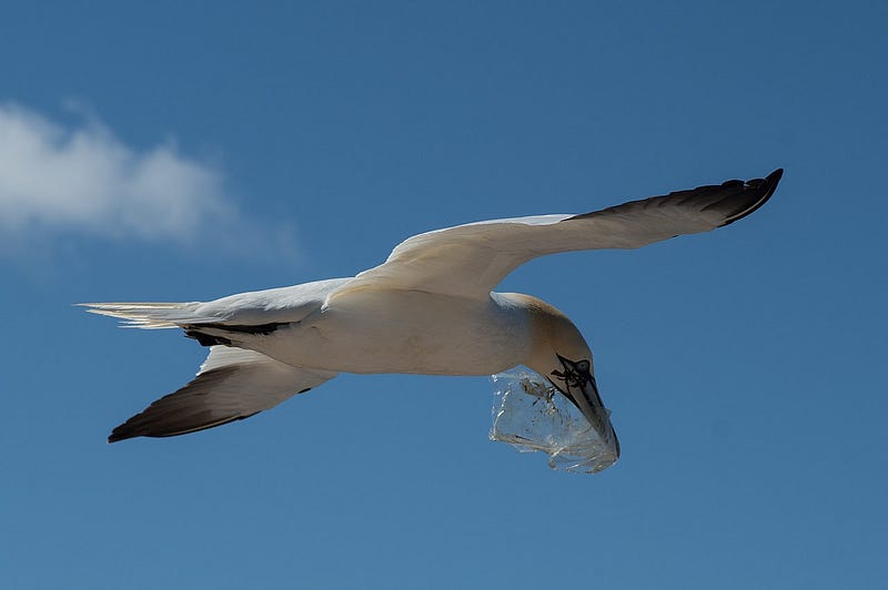 Depiction of plastic pollution in nature