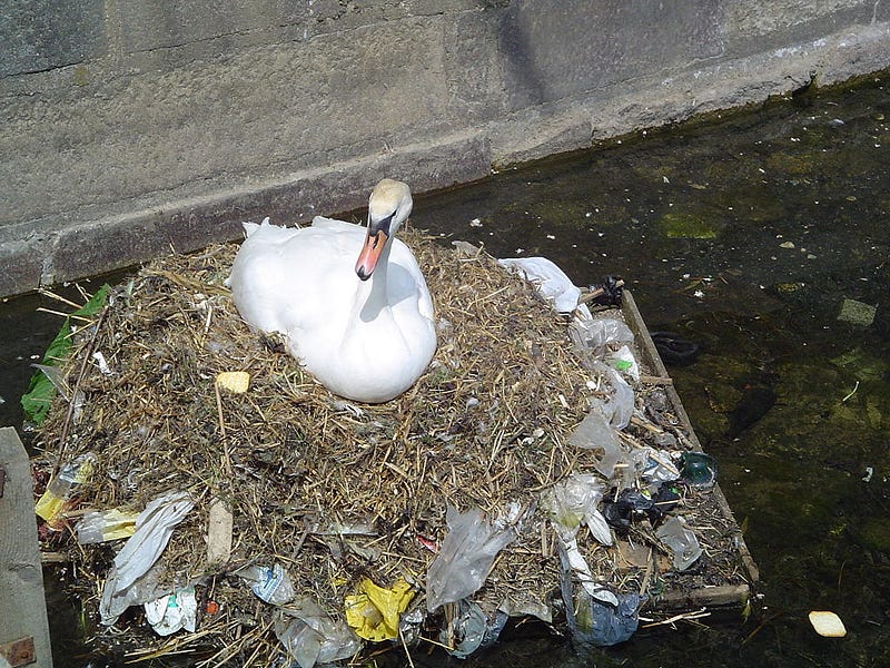 Illustration of seabirds affected by plastic