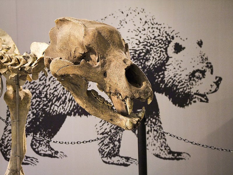 Archaeological findings related to cave bears