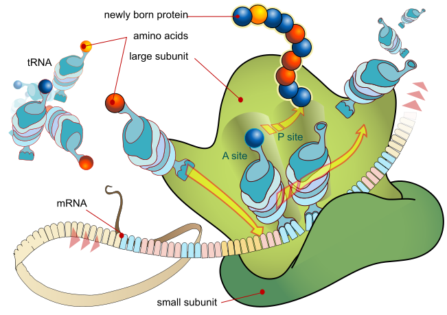 Protein assembly process in aging organisms