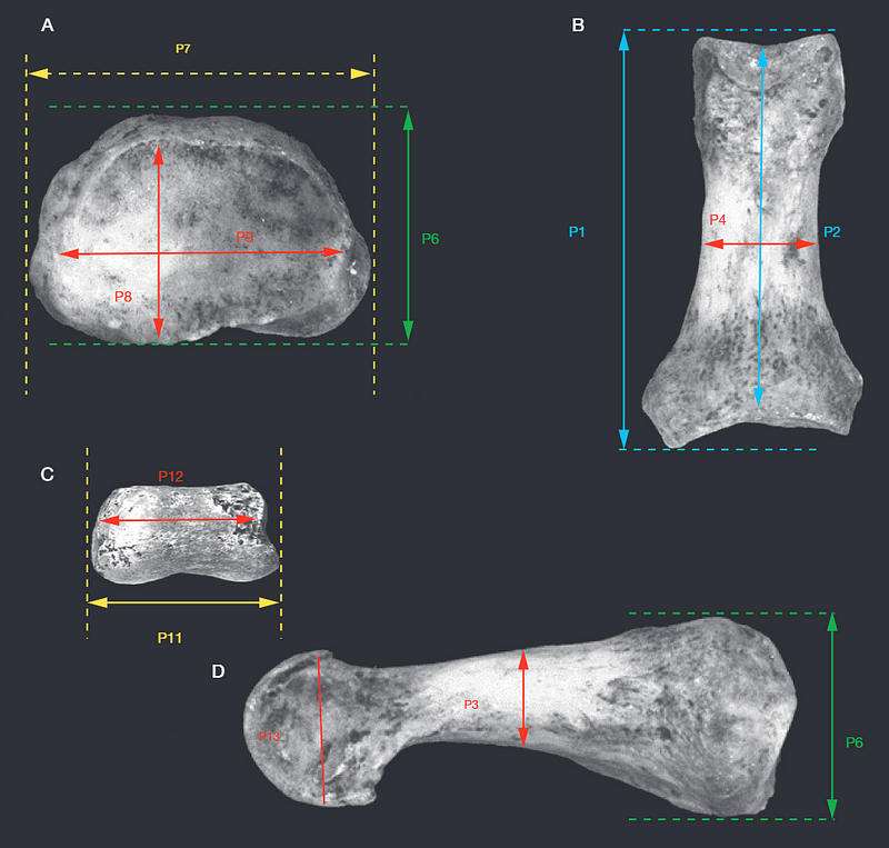 Phalanx measurements and views