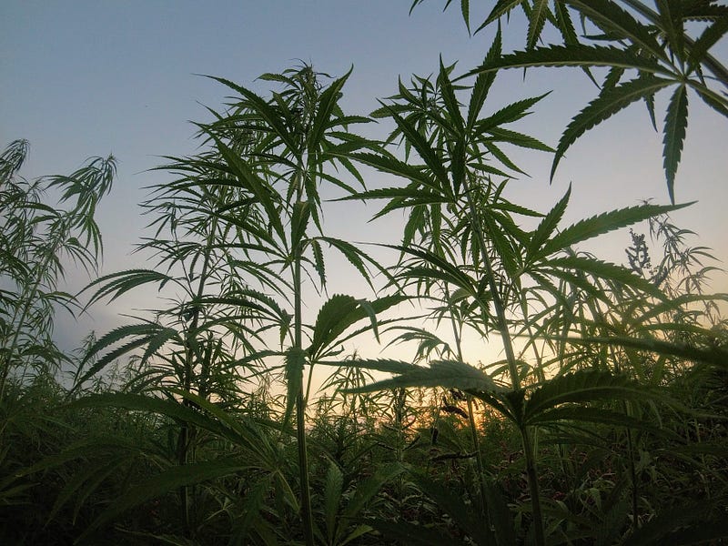 Hemp farm showcasing sustainable agriculture practices