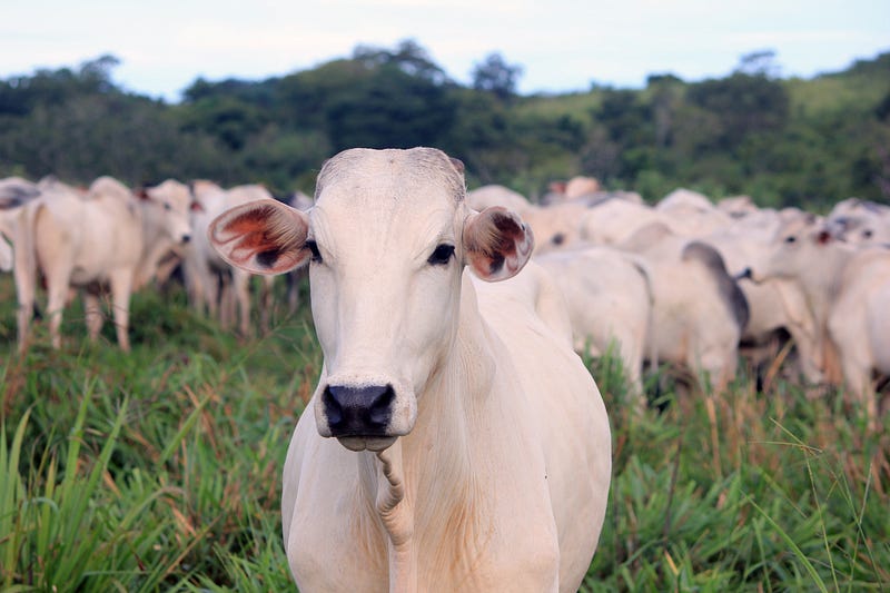 Livestock emissions can be mitigated by hemp feed