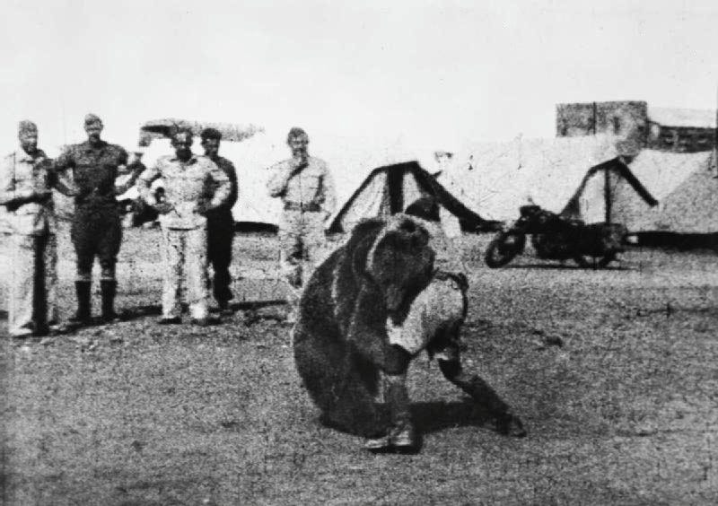 Wojtek being playful with soldiers