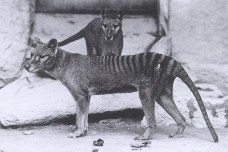 Tasmanian tiger restoration efforts