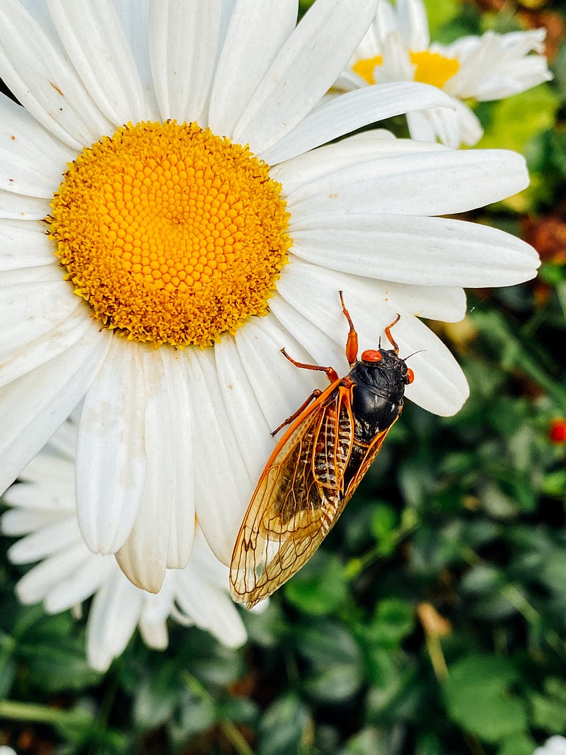 Cicadas emerging from the ground