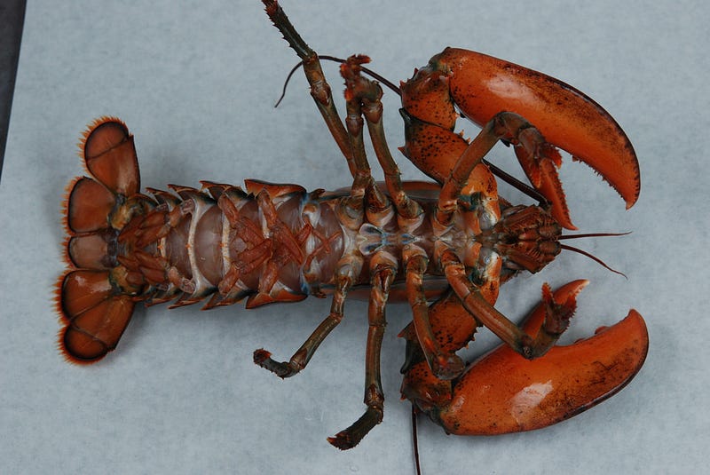 Lobster anatomy revealing its unique properties