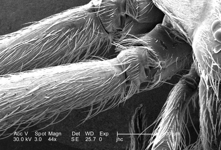 Microscopic view of chitin structure