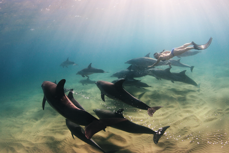 A captivating image of a free diver interacting with marine life