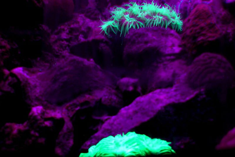 Biofluorescent coral glowing in response to radiation