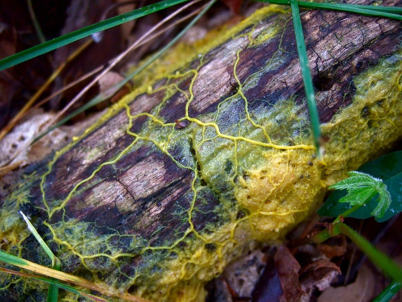 Bright yellow blob creature on display at the Paris Zoo