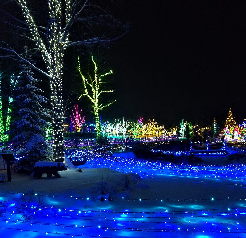 Winter lights celebrating nature's beauty