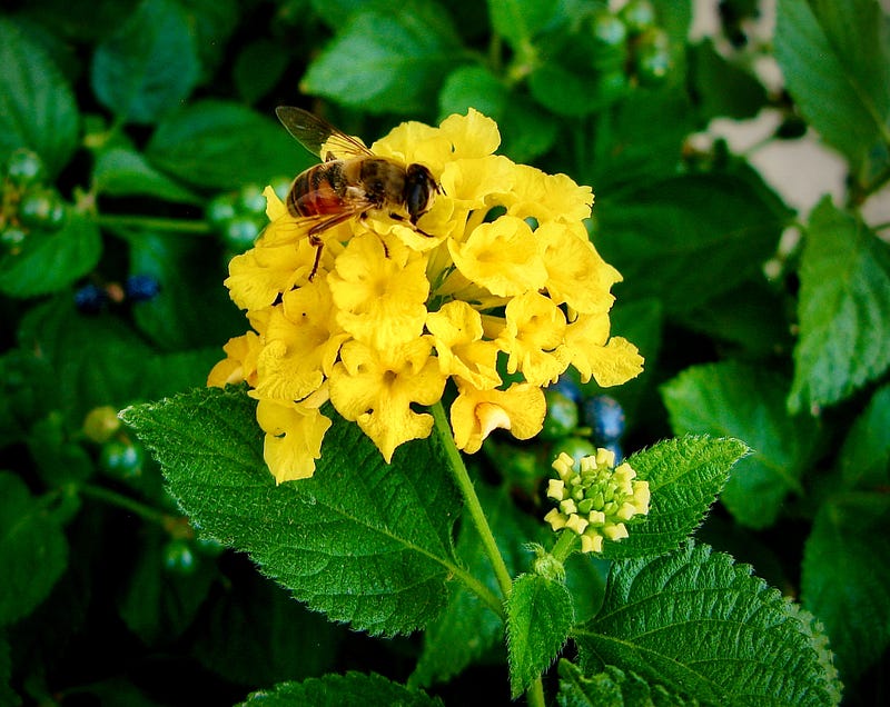 Close-up of a bee on a flower taken with Canon G9.