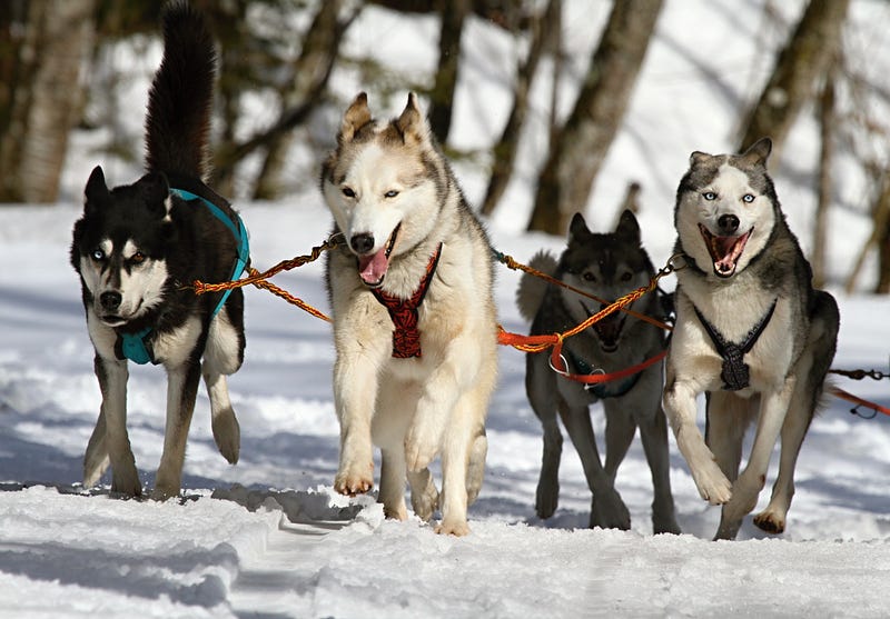 Workplace benefits of having dogs