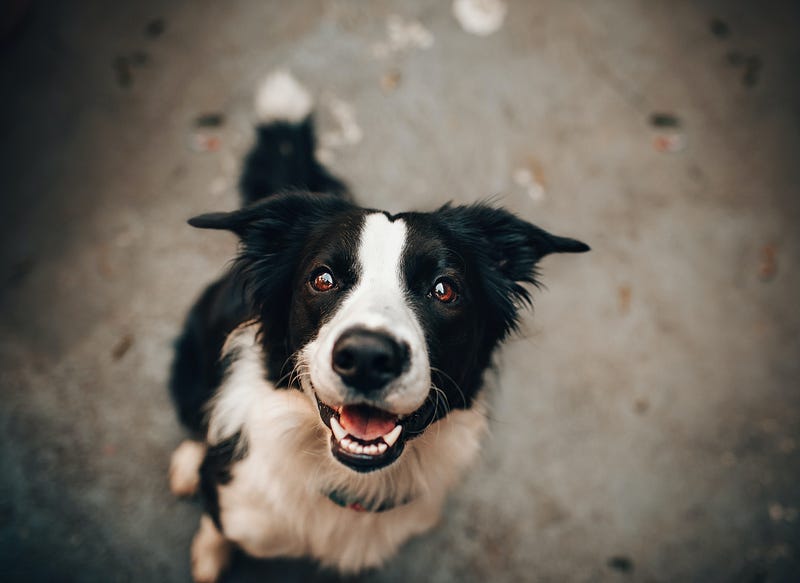 Older adults enjoying companionship with dogs