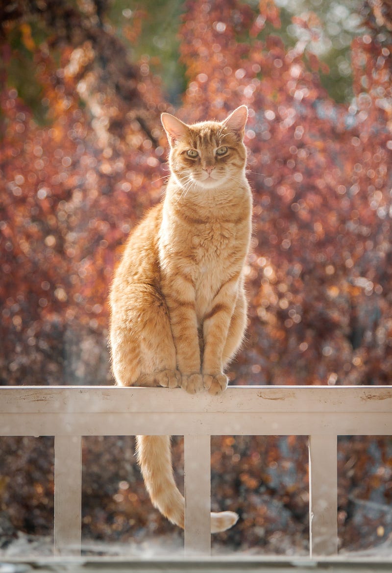 The importance of tails in cat balance