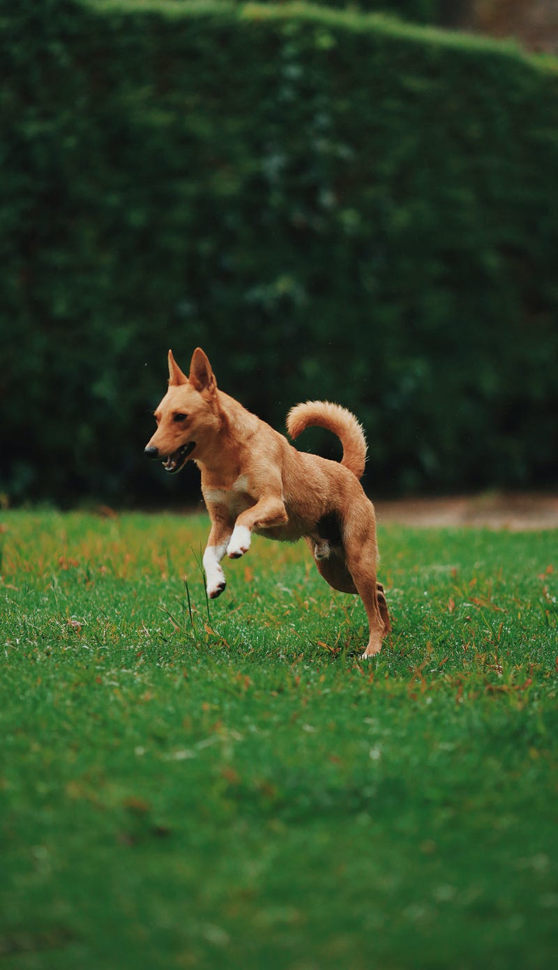 Dog tail movements and their effects