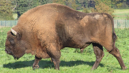 European Bison grazing in a grassy landscape