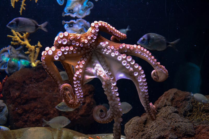 Unique octopus behavior in its natural habitat