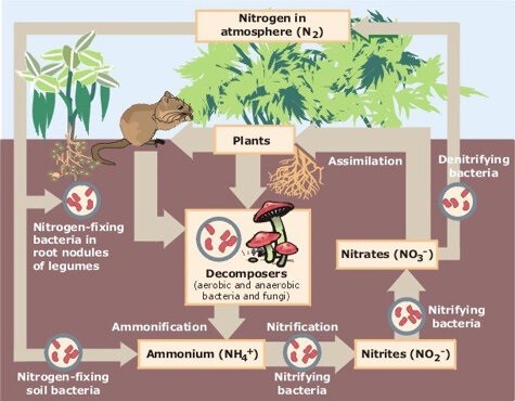 Image of Earth-based analogs of Martian soil.