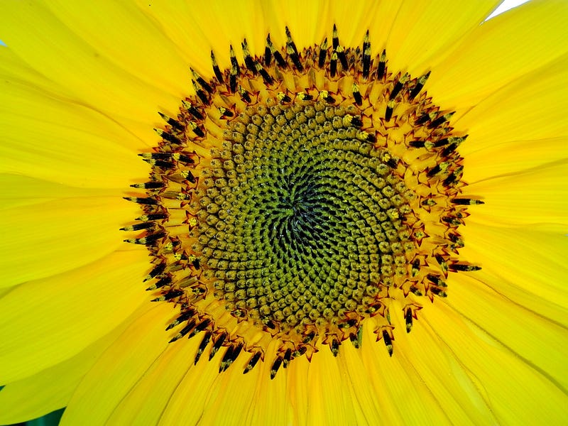 Spiral patterns in sunflower seed heads