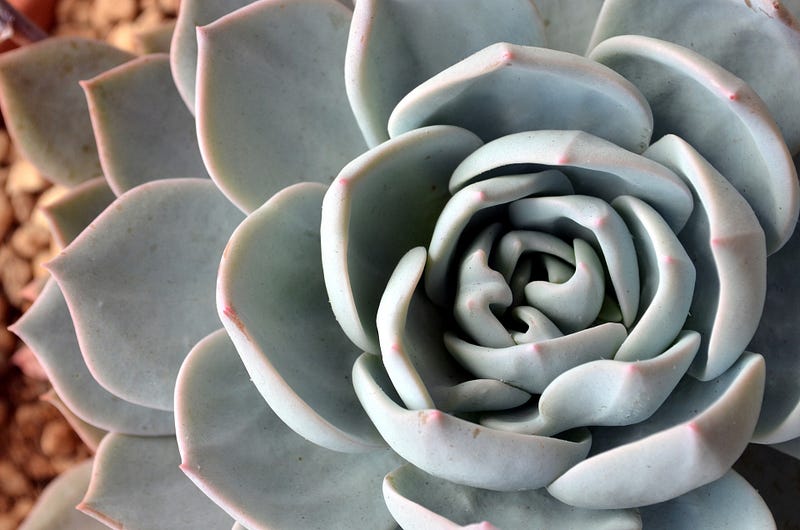 Unique patterns found in pinecones