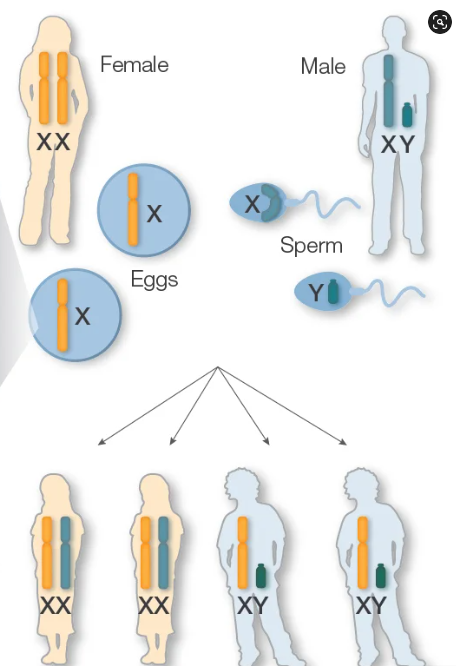 Diagram illustrating sex chromosomes