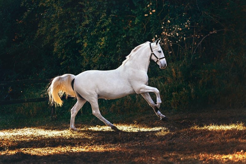 Horse taking a nap in the wild