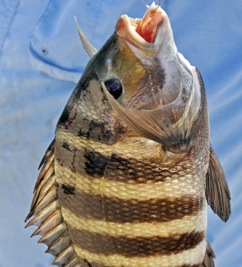 Sheepshead fish habitat in the Atlantic Ocean