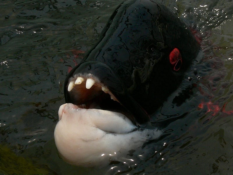 Close-up of sheepshead fish showing its unique teeth