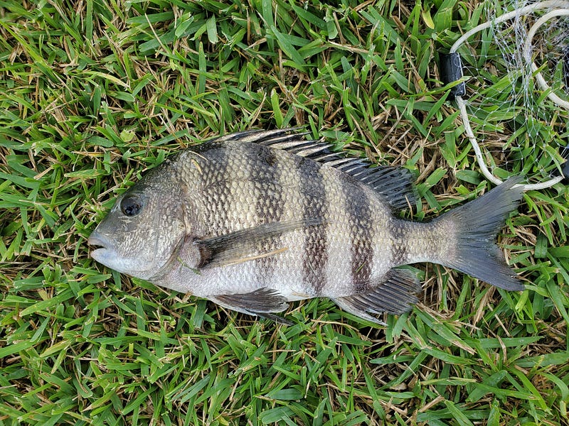 Sheepshead fish caught by an angler