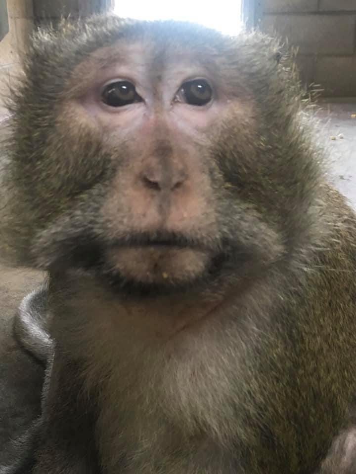 Bush enjoying life at Peaceable Primates Sanctuary